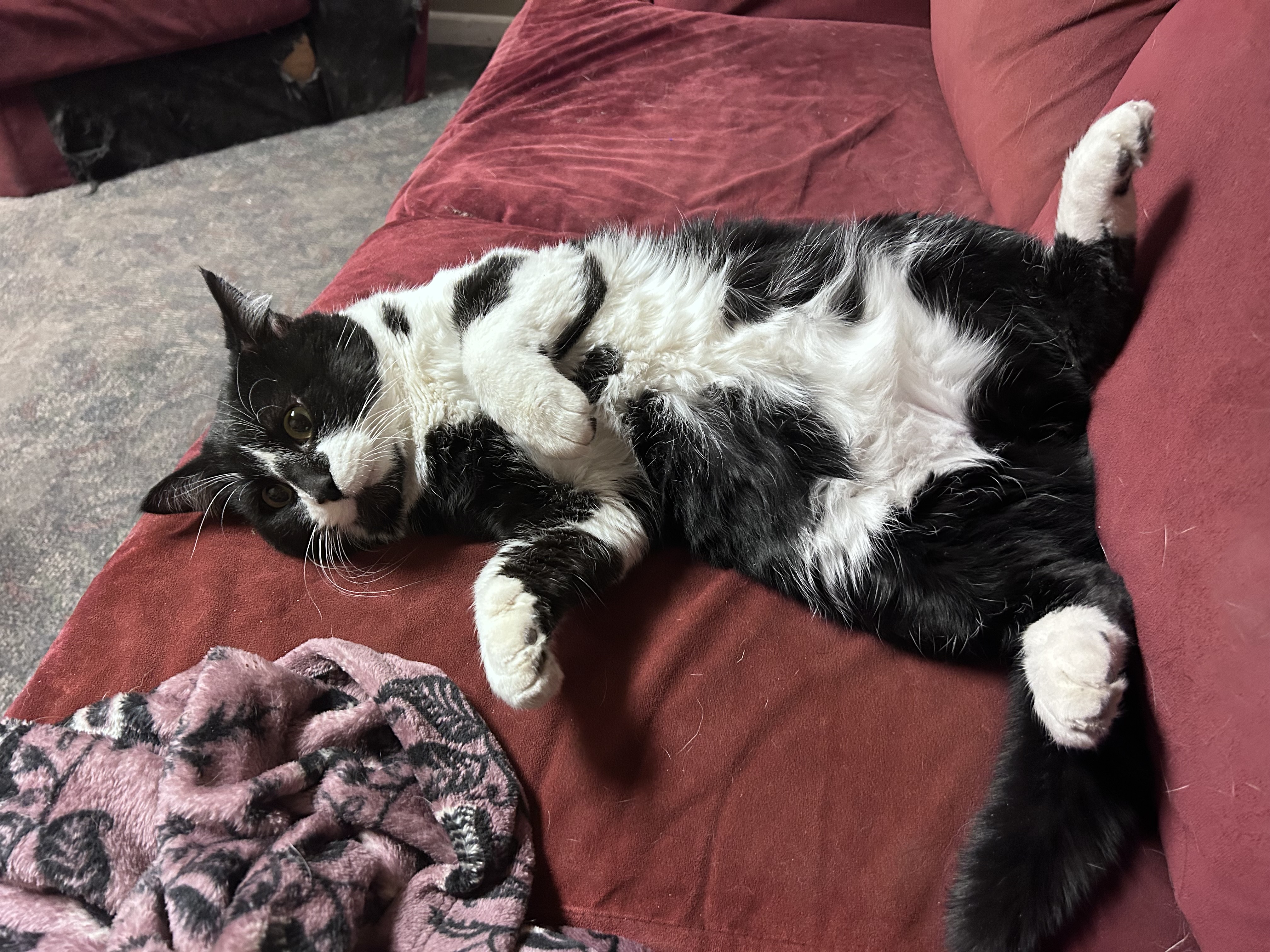 lost cat named Saja (Fred)